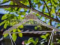001-Wedding Photos-1